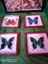 Выставка &quot;Бабочки мира&quot;.